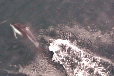 Melanie Heinrich Images - Alaska